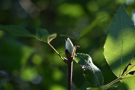 Caryer Ovale (Carya ovata) - Zone 4