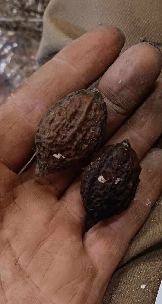 Noyer du Japon (Juglans ailantifolia) - Zone 5