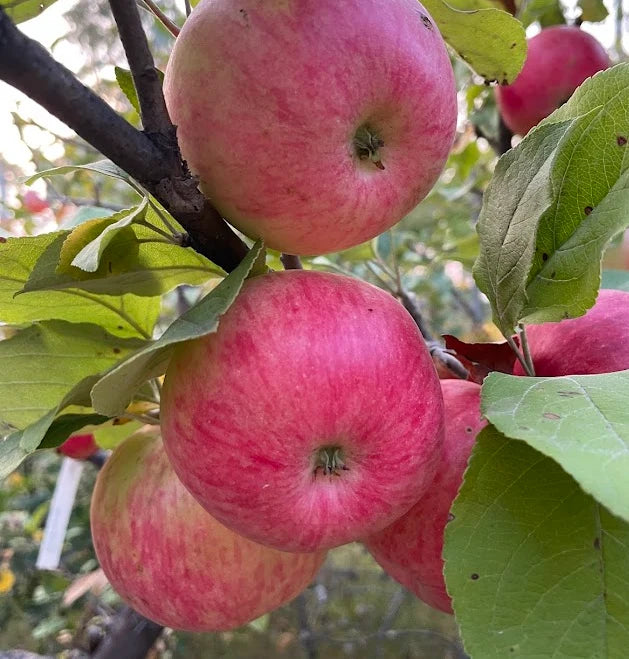 Pommier 'Douce de Charlevoix' - Zone 4