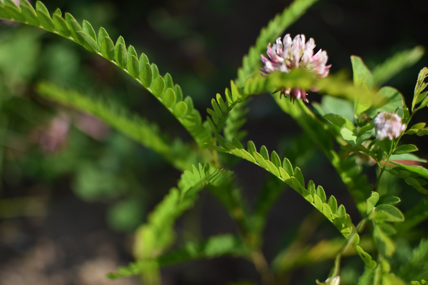 Févier d'Amérique (Gleditsia triancanthos) - Zone 4