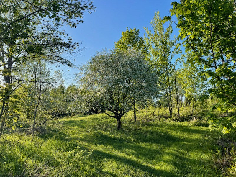 Formation de taille d'arbres fruitiers
