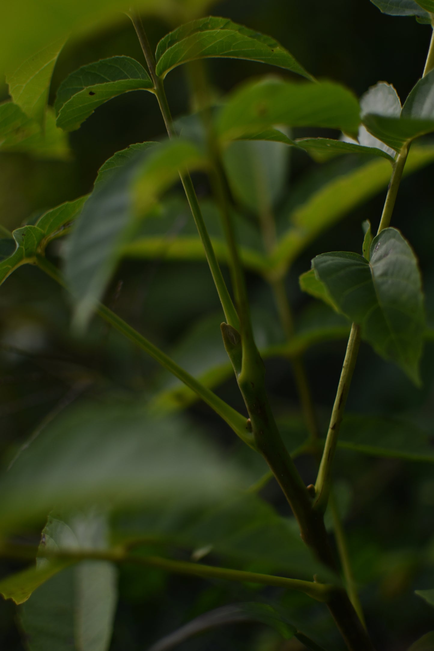 Noyer Hybride (Juglans X Spp.) - Zone 4b et plus