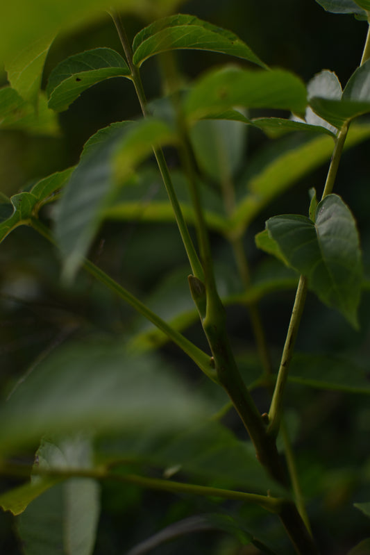 Noyer Hybride (Juglans X Spp.) - Zone 4b et plus