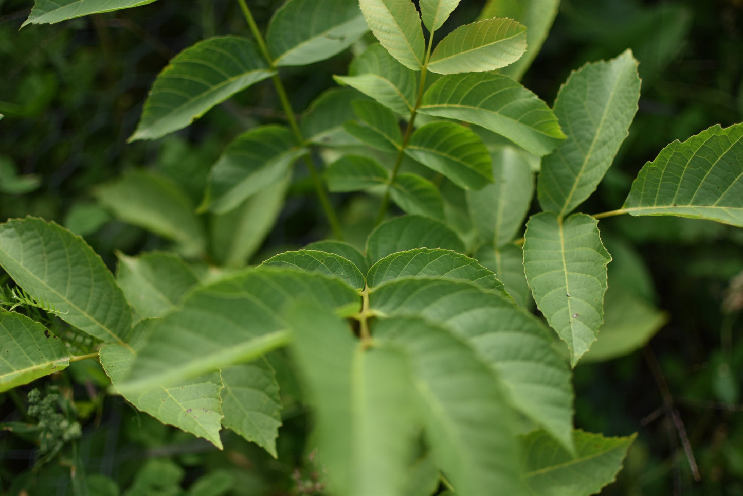Noyer Hybride (Juglans X Spp.) - Zone 4b et plus