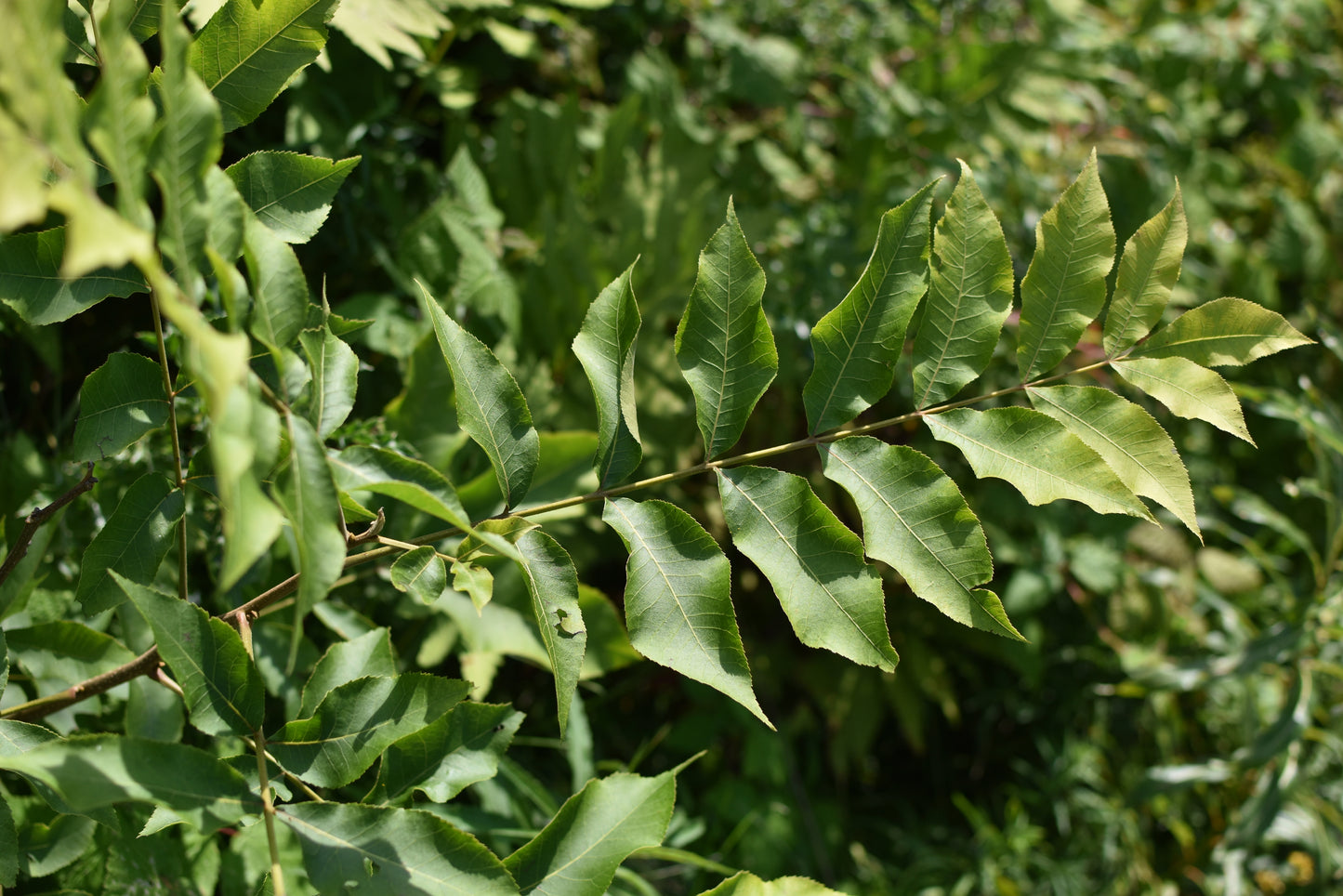 Pacanier du Nord (Carya illinoensis) - Zone 5