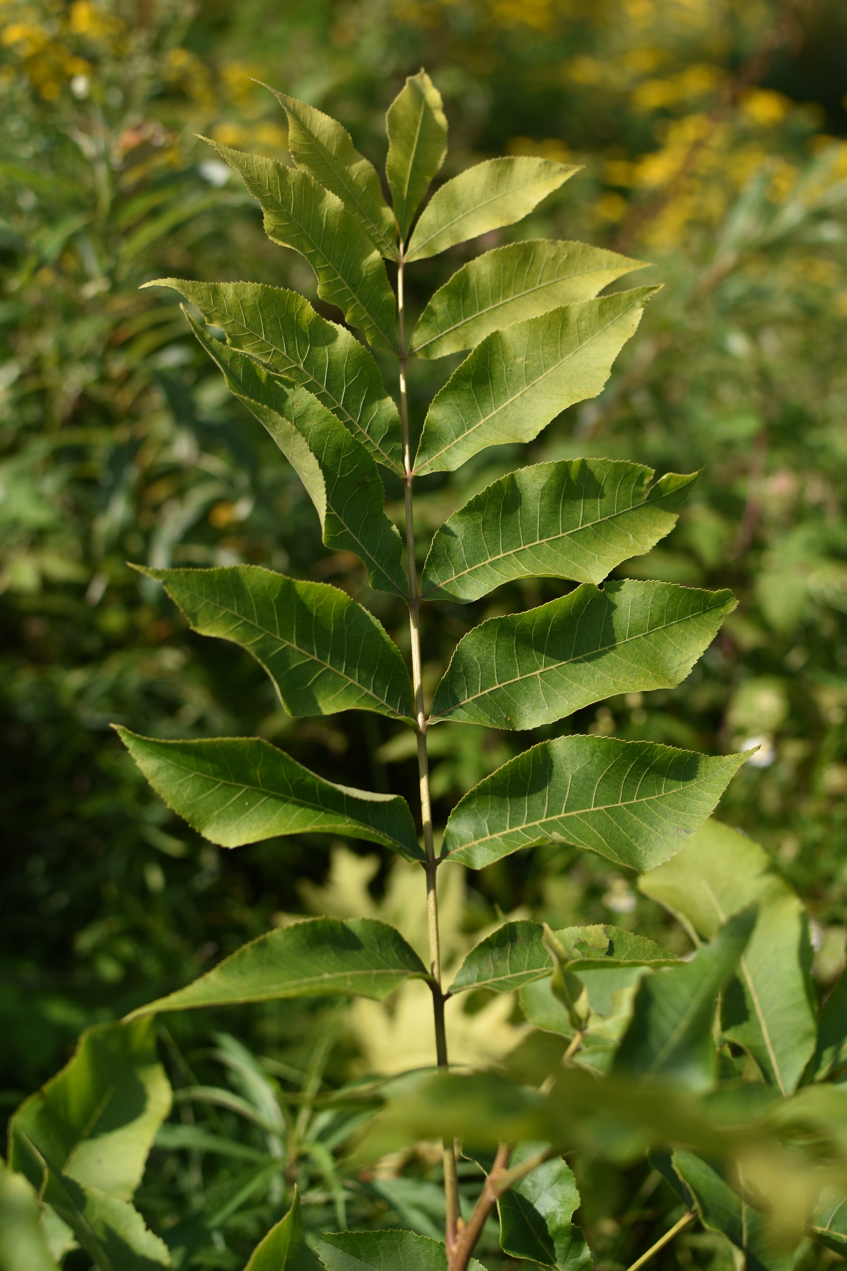 Carya illinoinensis (Pacanier, Noix de pécan) – LA FORET COMESTIBLE