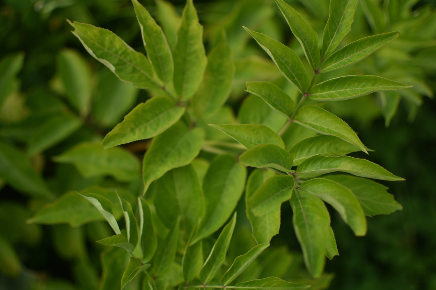 Sureau du Canada (Sambucus canadensis) - Zone 3