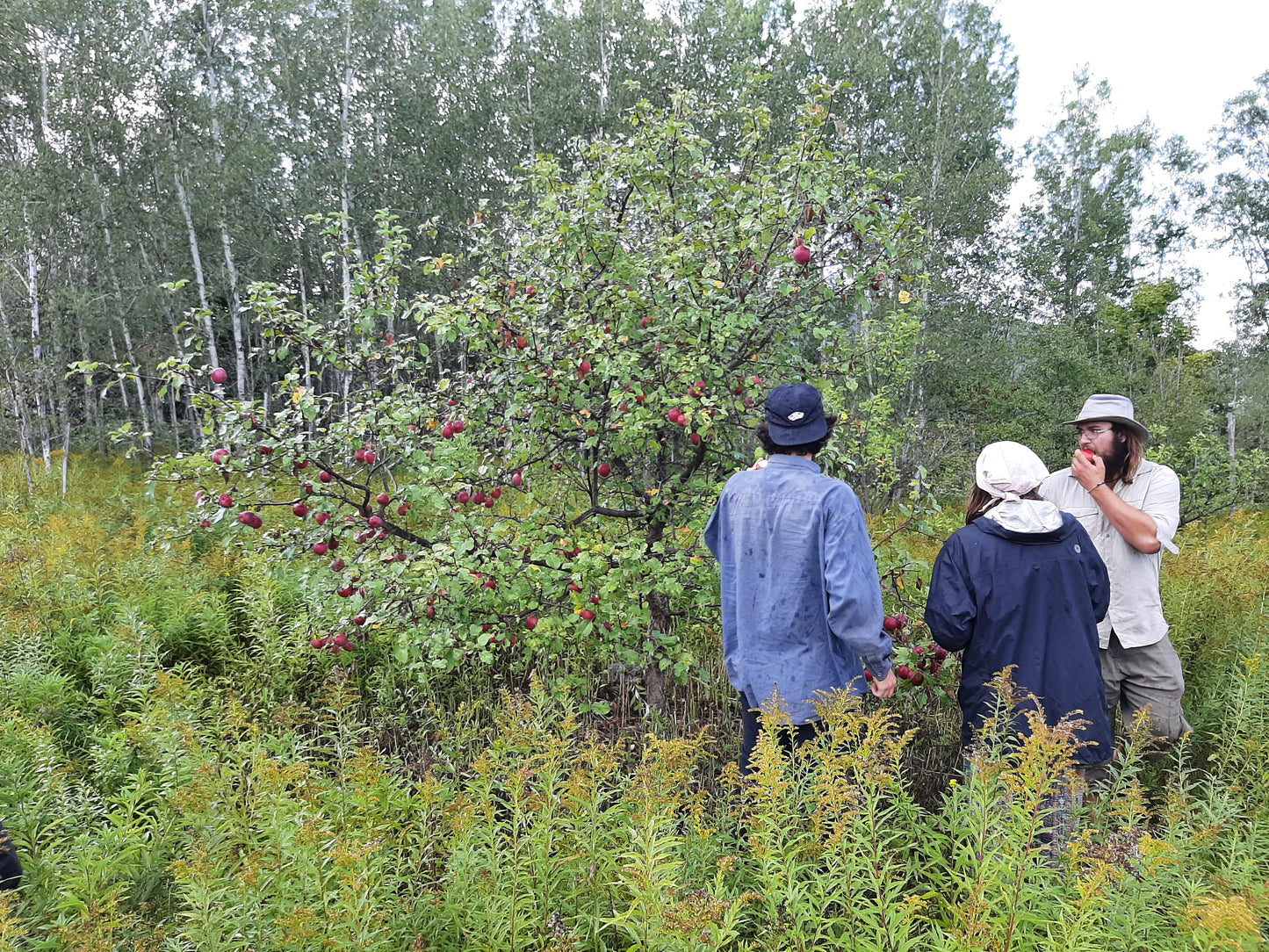 Formation de taille d'arbres fruitiers