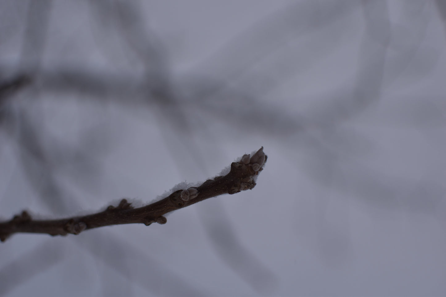 Noyer Noir (Juglans nigra) - Zone 3b