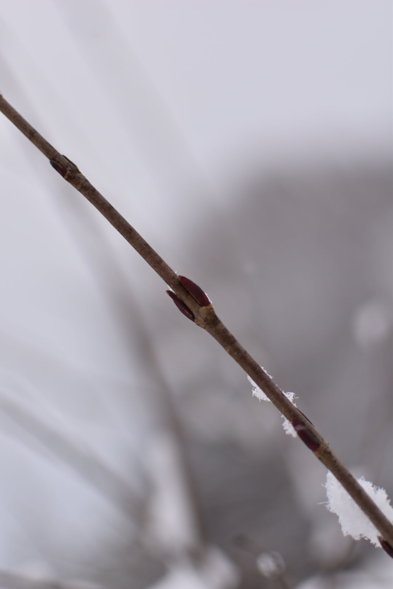 Willow (Salix spp.) - Zone 3