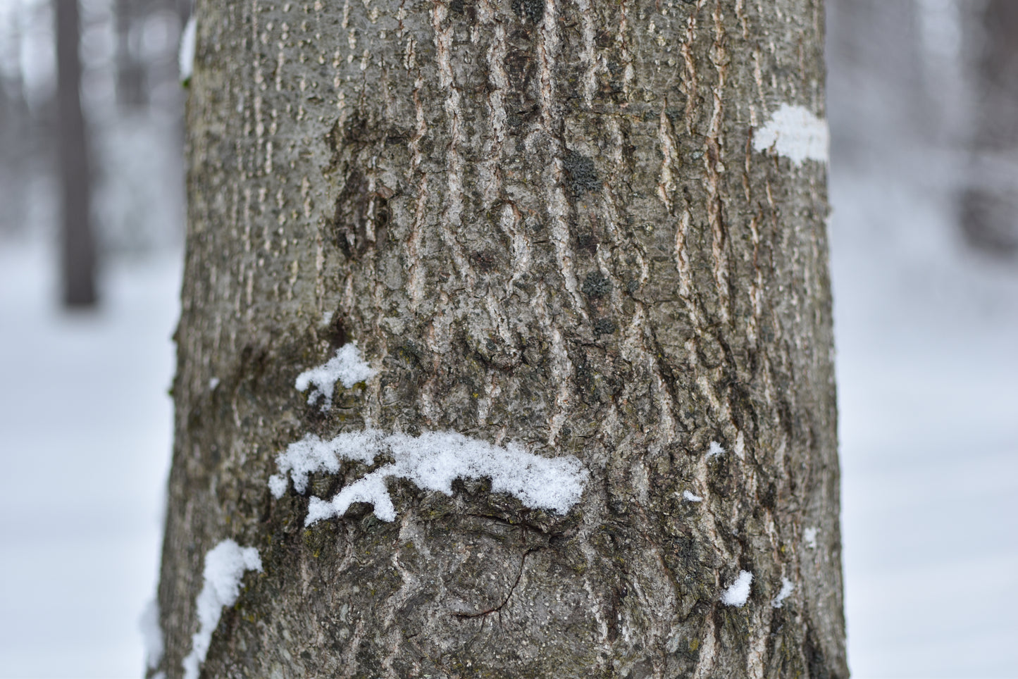 Chêne Rouge (Quercus rubra) - Zone 3b