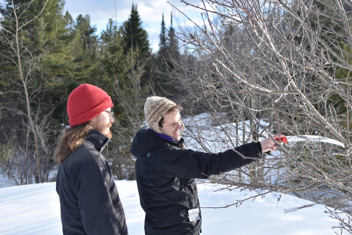 Formation de taille d'arbres fruitiers