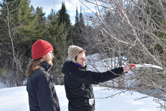 Formation de taille d'arbres fruitiers