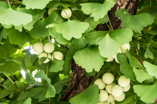 Gingko bilobé (Gingko biloba) - Zone 4