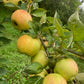 Pommier 'Bulmer's norman' - Zone 4