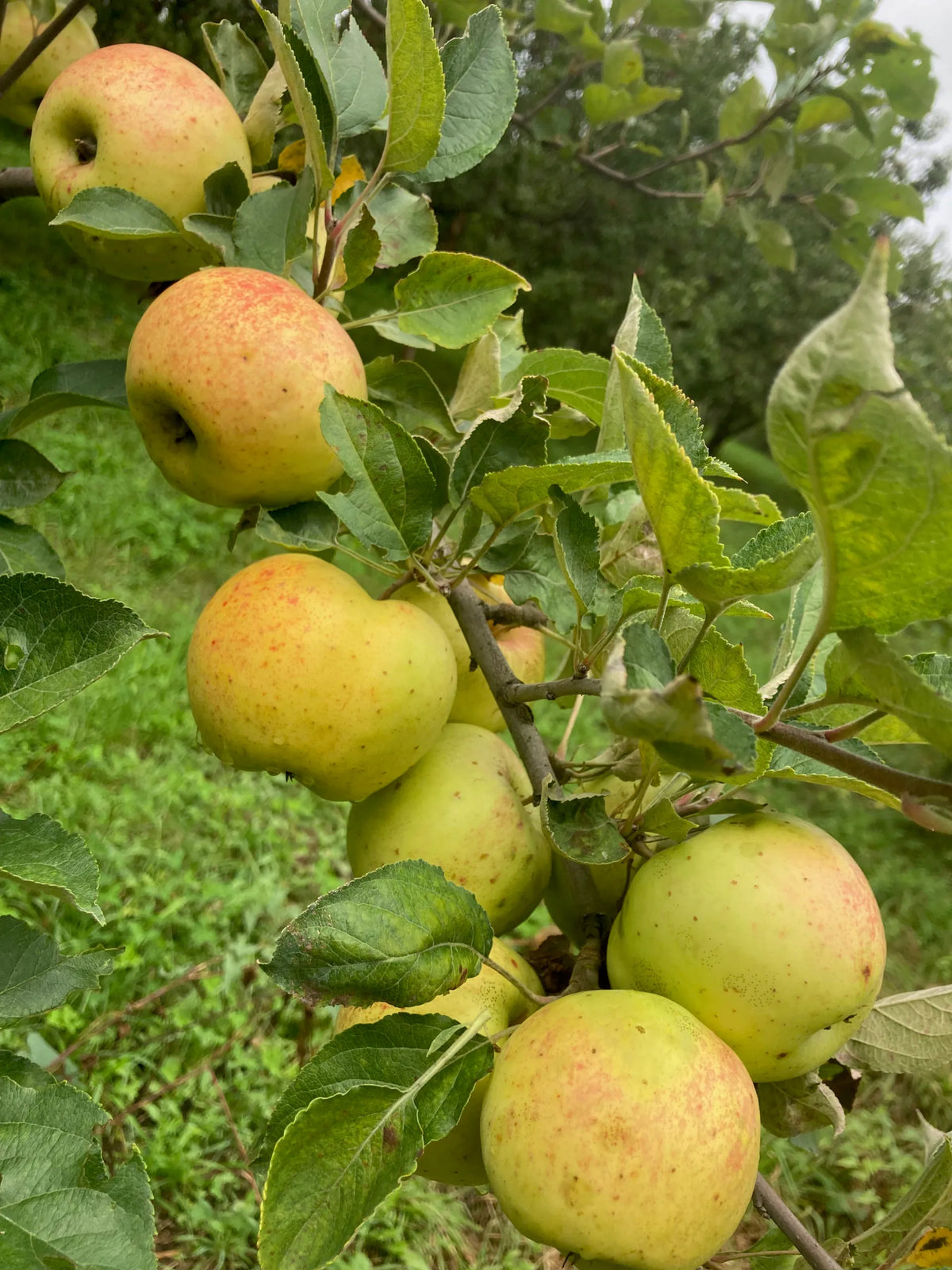 Pommier 'Bulmer's norman' - Zone 4