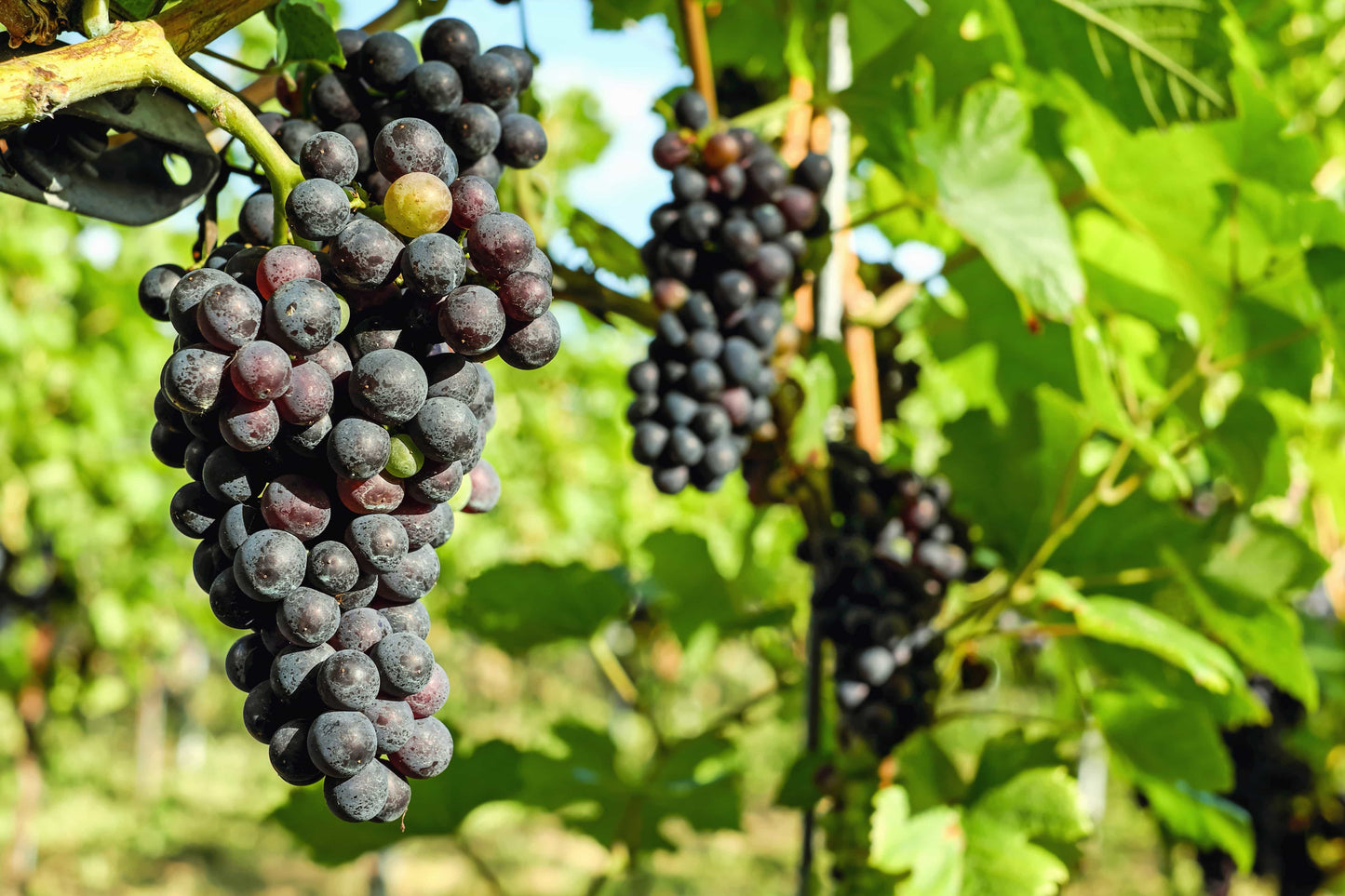 Vigne à raisin de table - Zone 3b et plus