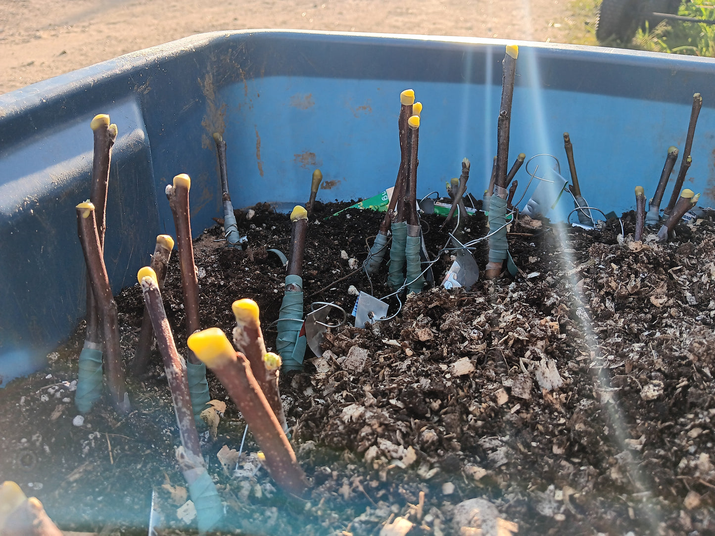 Formation sur la greffe des arbres fruitiers