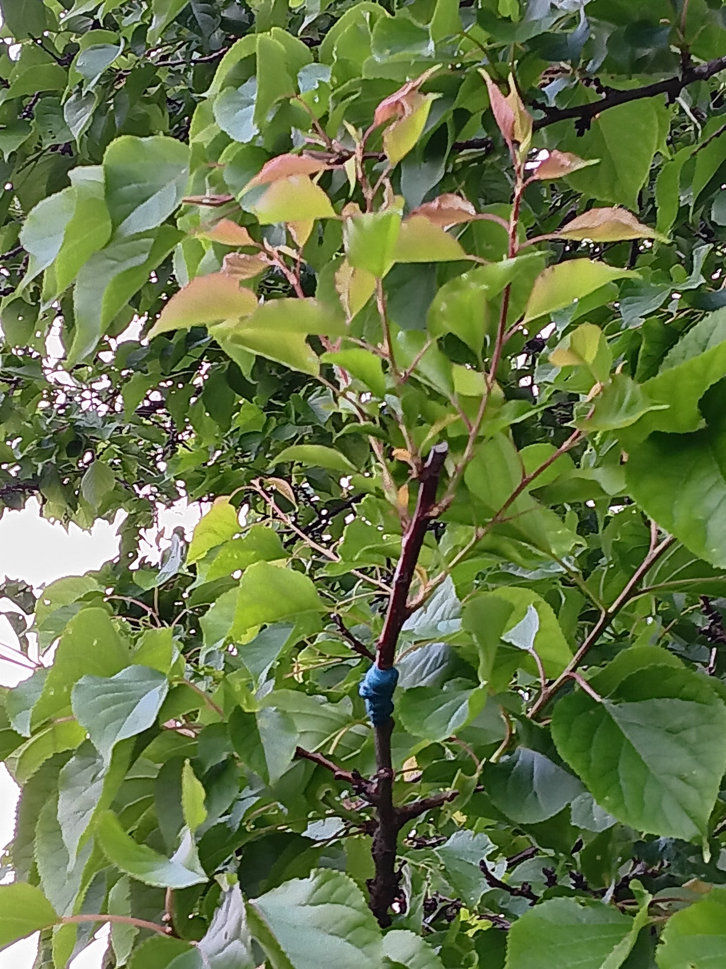 Formation sur la greffe des arbres fruitiers