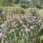 Wild bergamot (Monarda fistulosa) - Zone 4