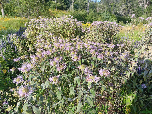 Wild bergamot (Monarda fistulosa) - Zone 4