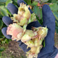 Hazelnut (Corylus Spp.) - Zone 3a-5b