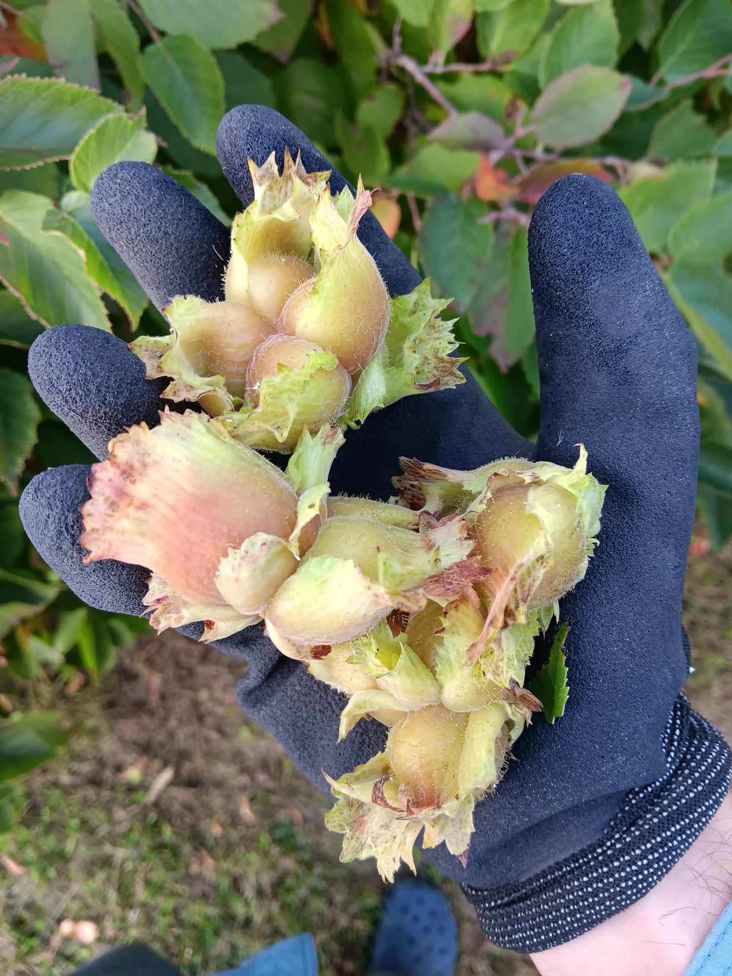 Hazelnut (Corylus Spp.) - Zone 3a-5b