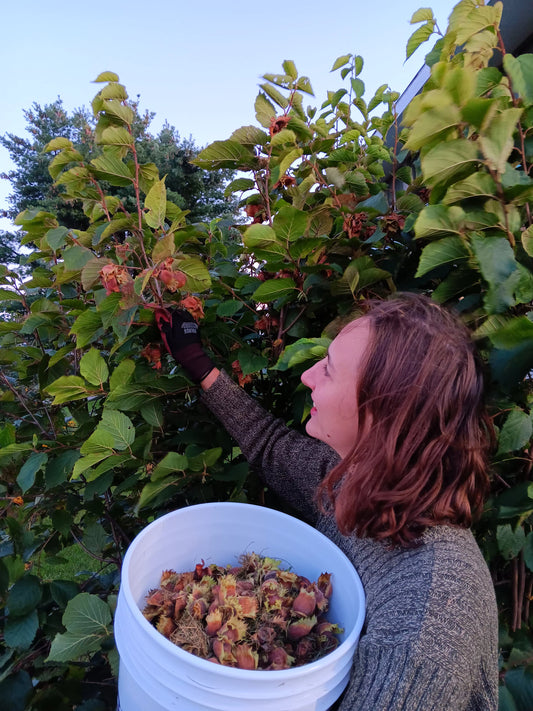 Noisetier (Corylus Spp.) - Zone 3a-5b