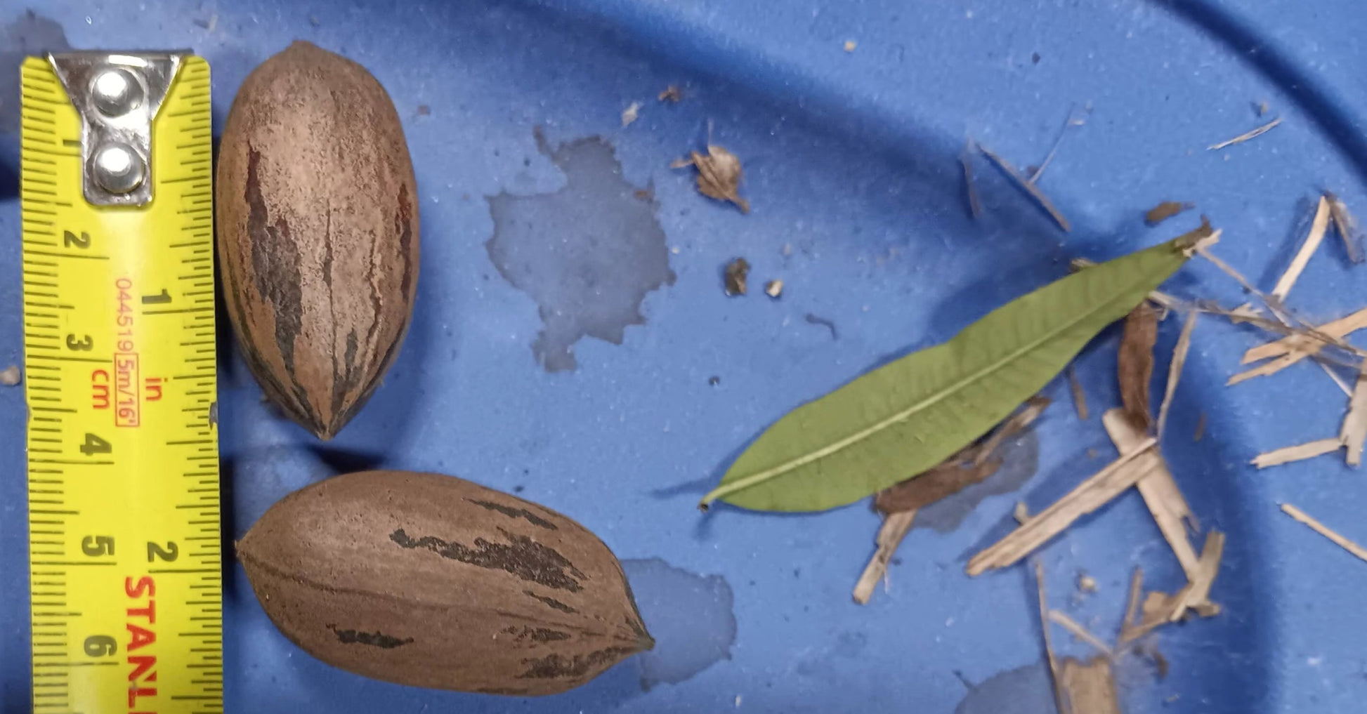 Pacanier (Carya illinoinensis), l'arbre de la noix de pécan