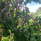 Prunier Européen (Prunus domestica) - Zone 5