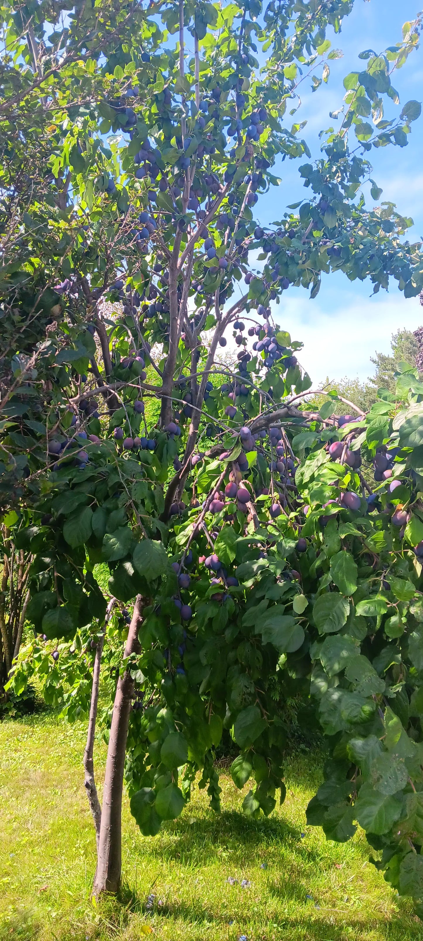 Prunier Européen (Prunus domestica) - Zone 5