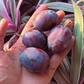 Prunier Européen (Prunus domestica) - Zone 5