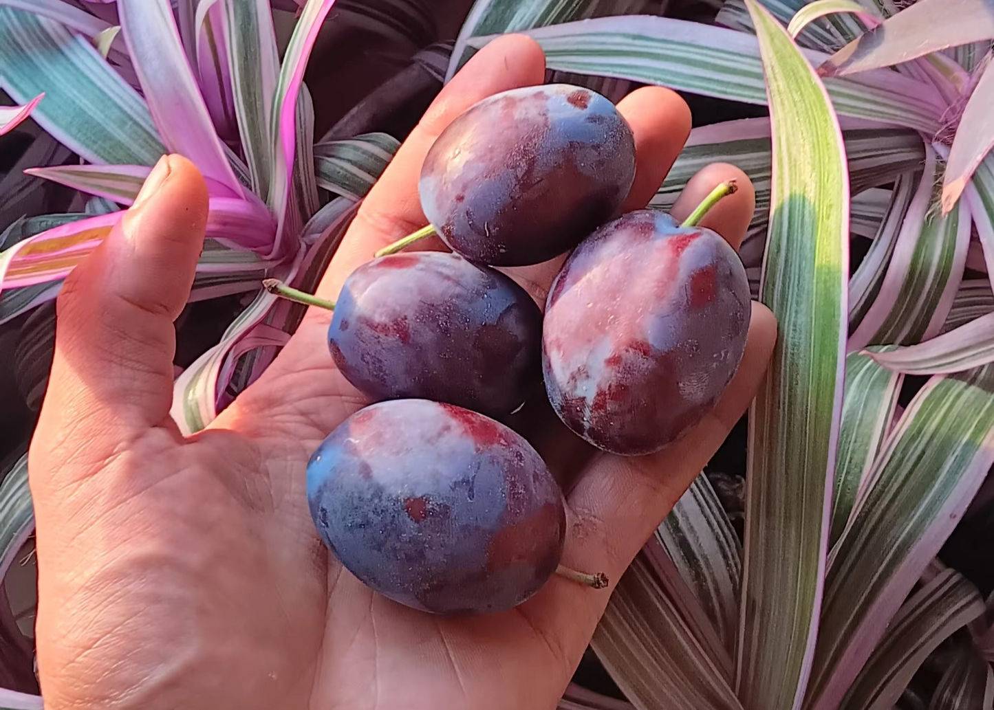 Prunier Européen (Prunus domestica) - Zone 5
