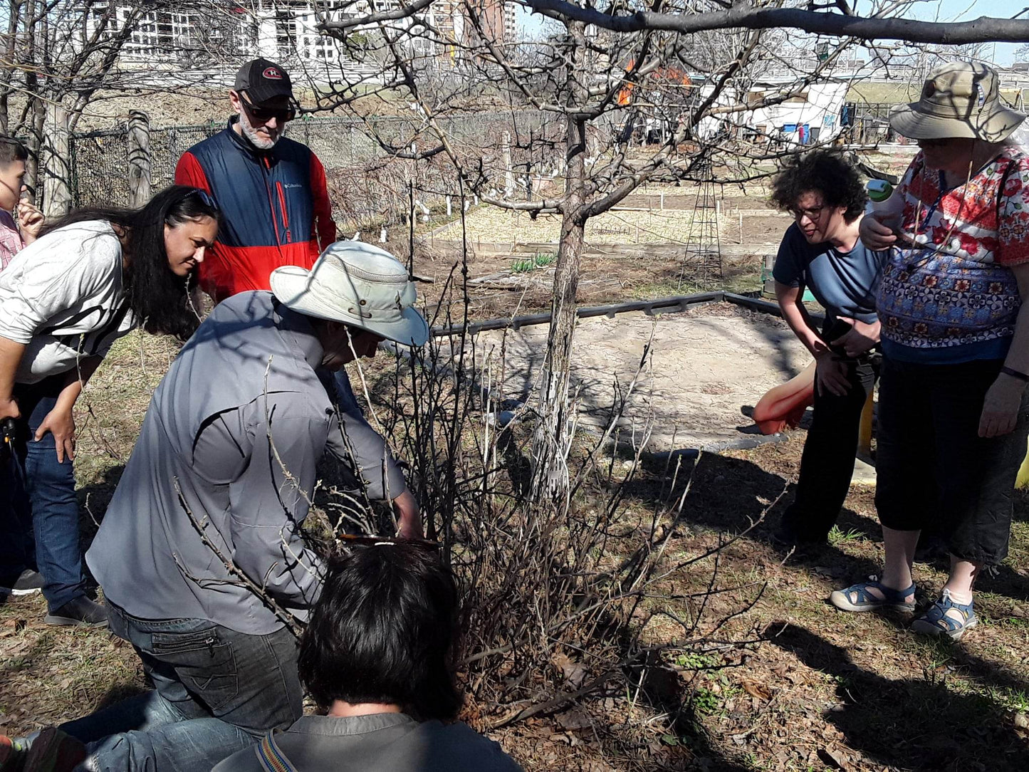 Pruning training for fruit shrubs