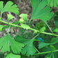 Gingko bilobé (Gingko biloba) - Zone 4