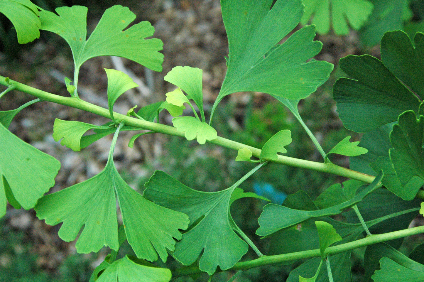 Gingko bilobé (Gingko biloba) - Zone 4