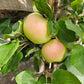 Pommier 'Goodland' - Zone 3
