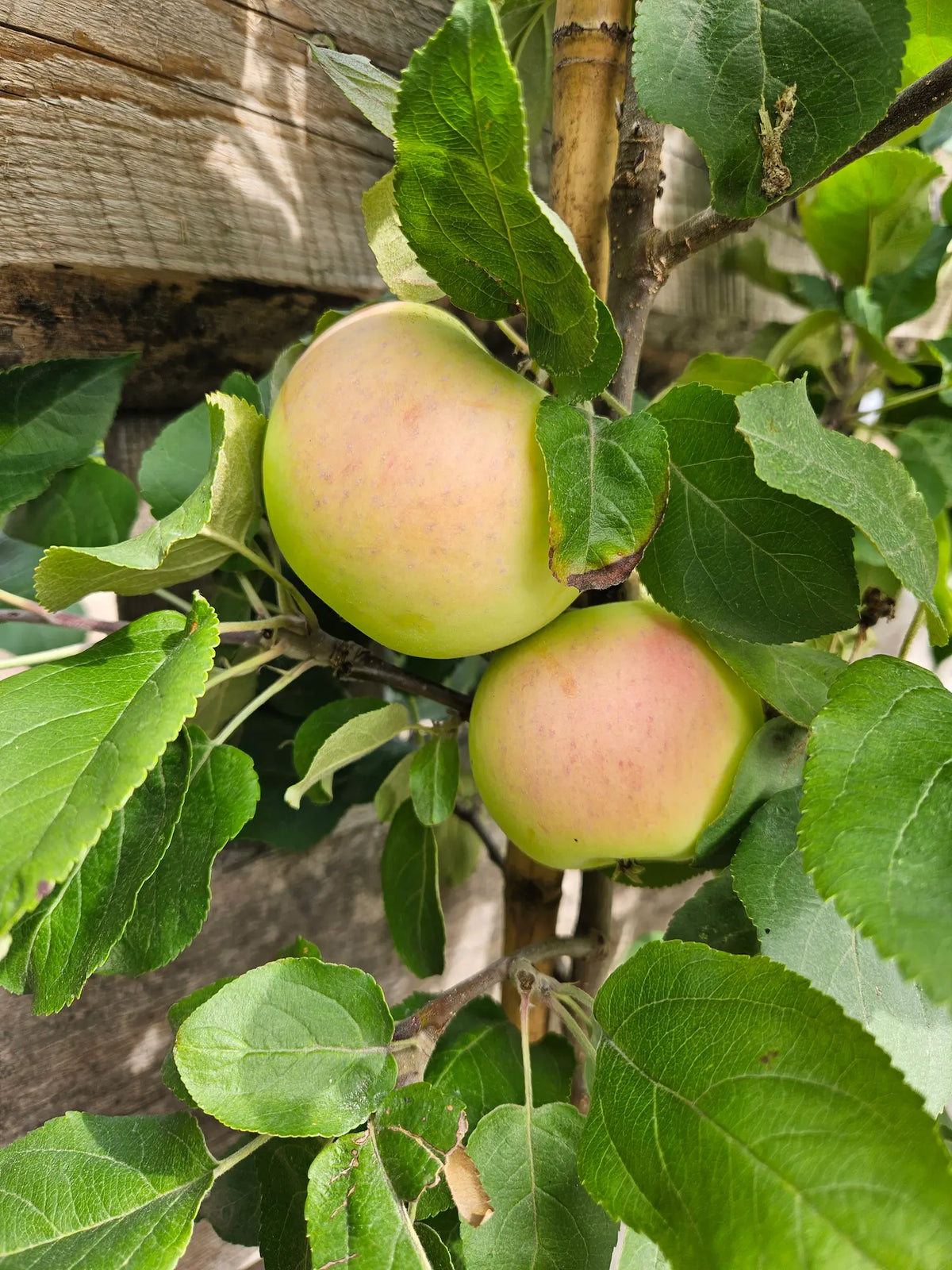 Pommier 'Goodland' - Zone 3