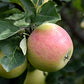 Pommier 'Goodland' - Zone 3