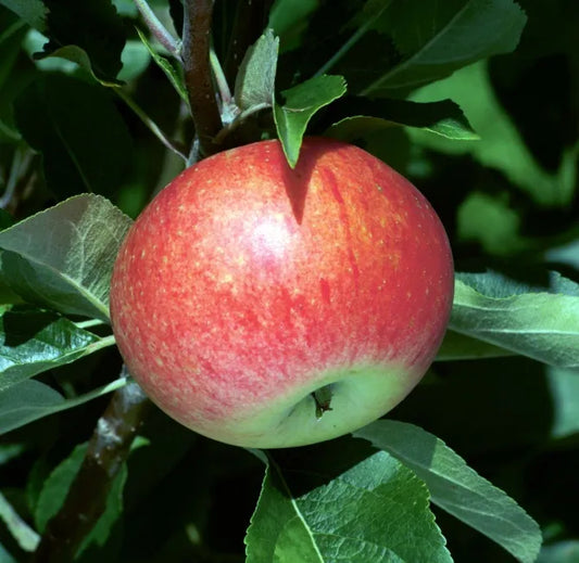 Pommier 'Discovery' - Zone 4b, hâtive