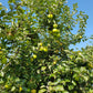 Pommier 'Domaine' - Zone 5, tardive