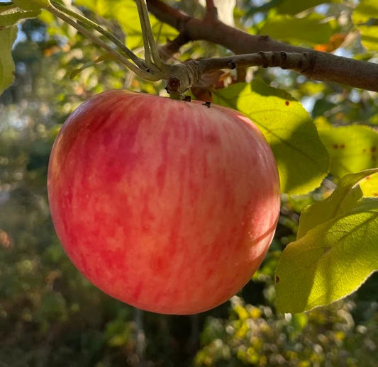 Pommier 'Douce de Charlevoix' - Zone 4