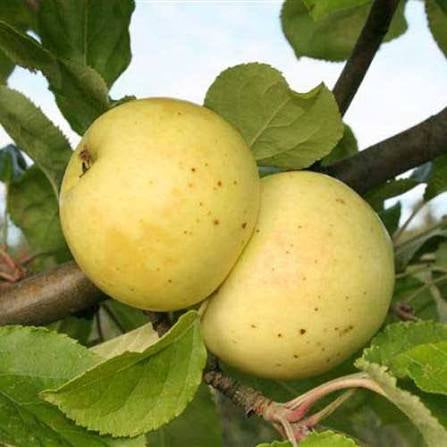 Pommier 'Bulmer's norman' - Zone 4
