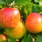 Pommier greffé (Malus domestica) à cidre - Zone 4