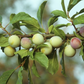 Prunier Européen (Prunus domestica) - Zone 5