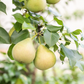 Poirier greffé (Pyrus Spp.) - Zone 4