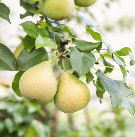 Poirier greffé (Pyrus Spp.) - Zone 4