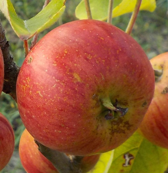 Pommier 'Reine des pommes' - Zone 4