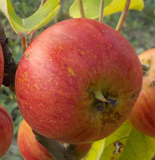 Pommier 'Reine des pommes' - Zone 4