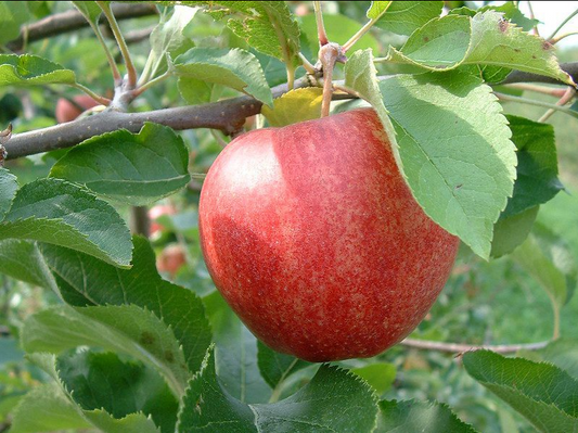 Pommier 'Fall Red' - Zone 2, mi-saison